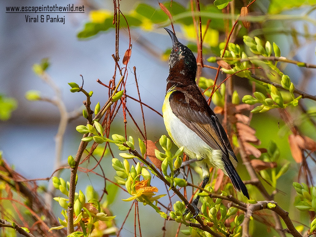 Purple-rumped Sunbird