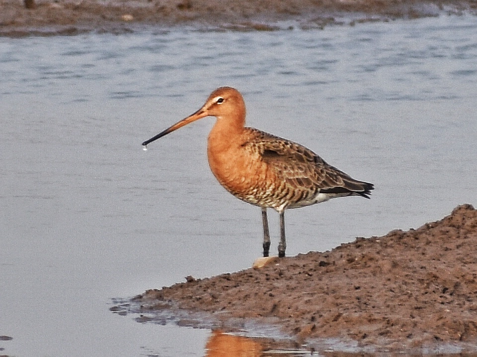 Black-tailed Godwit