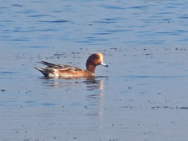 Eurasian Wigeon