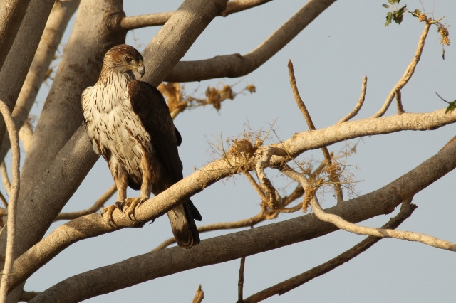 Bonelli's Eagle