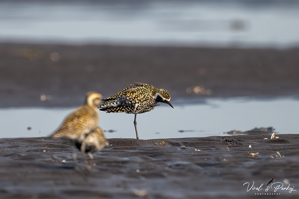 Pacific Golden Plover