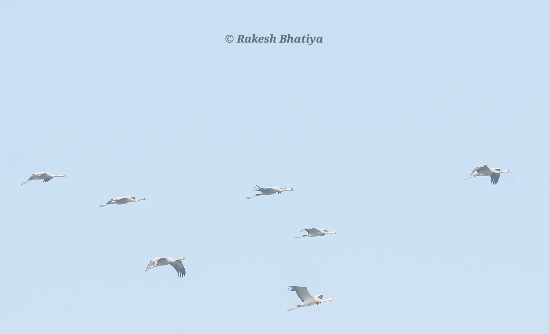 Common Crane