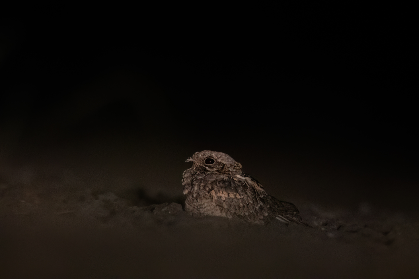 Indian Nightjar