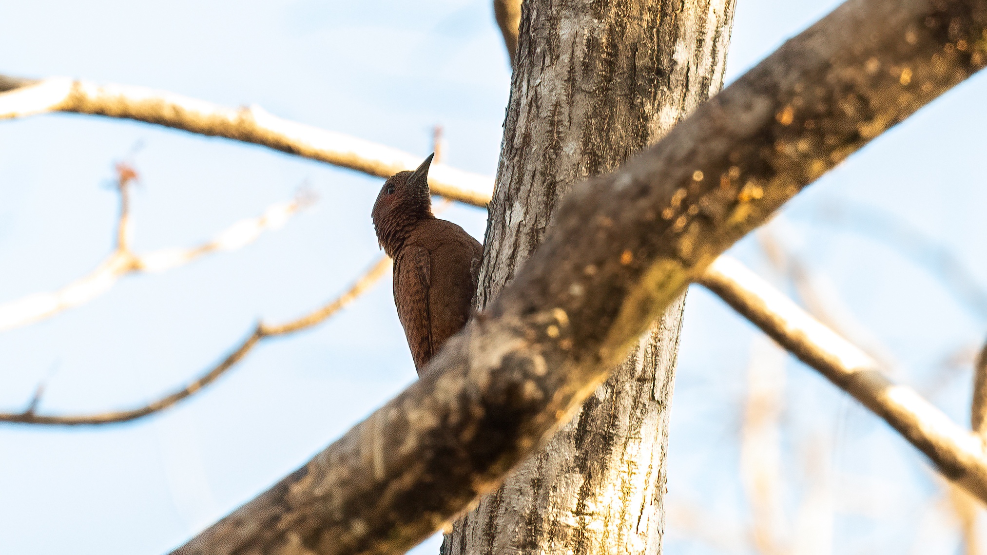 Rufous Woodpecker