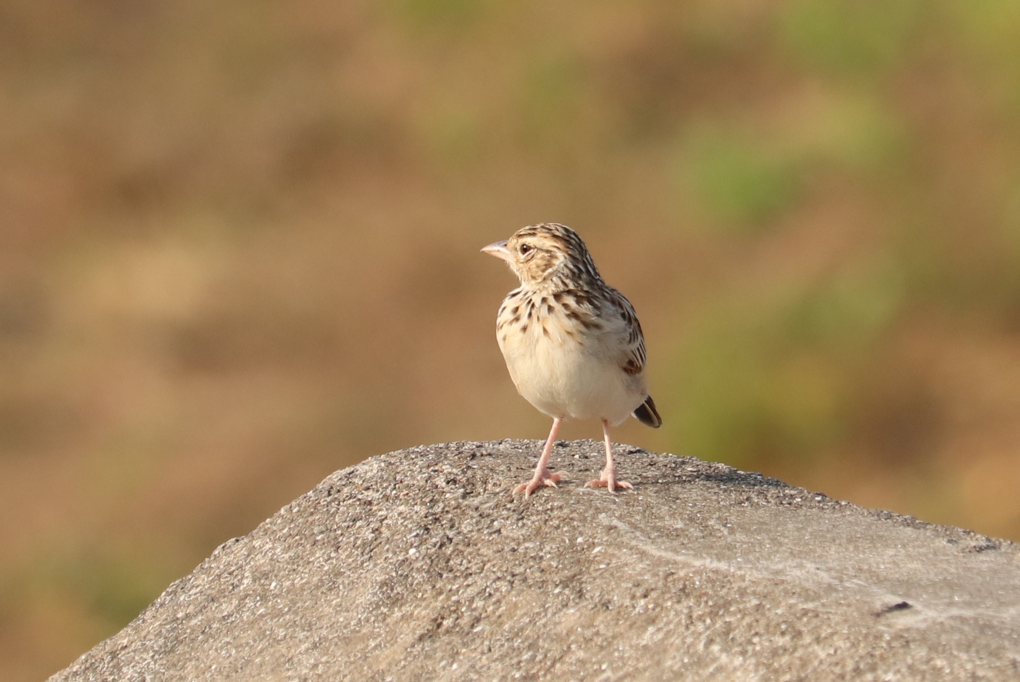 Indian Bush Lark