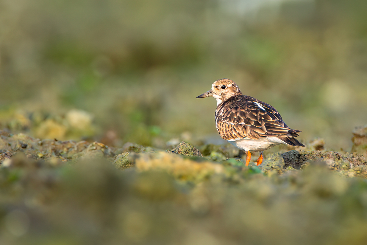 Ruddy Turnstone