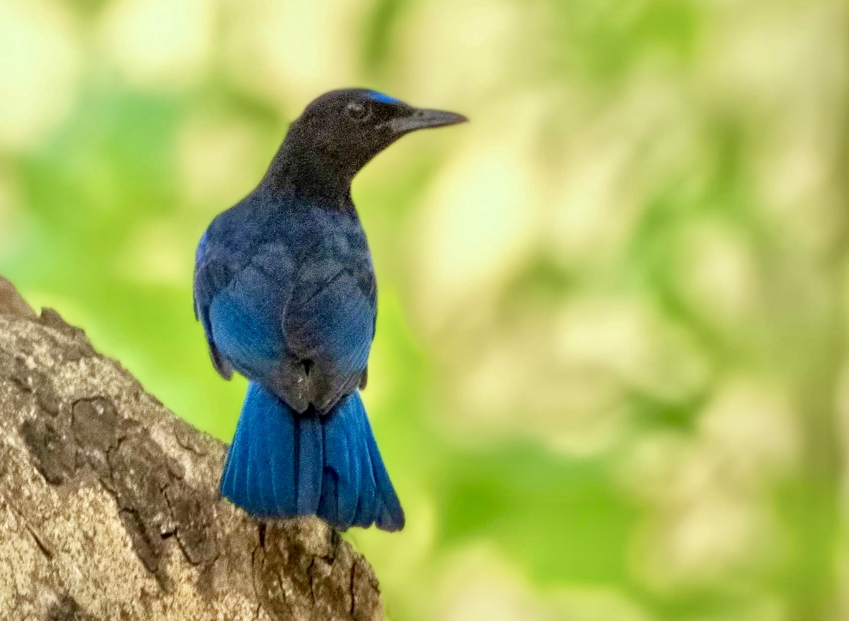 Malabar Whistling Thrush