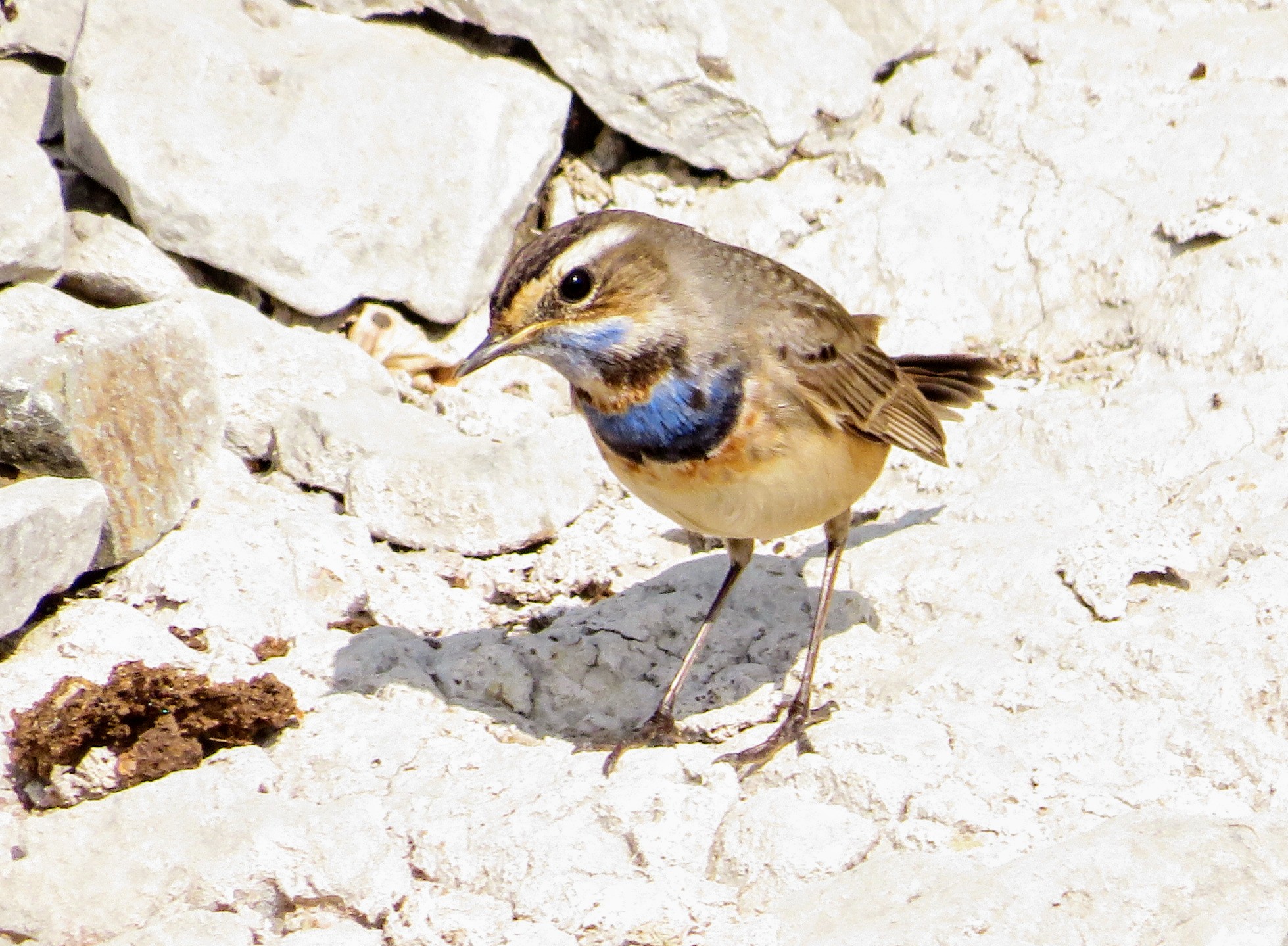 Bluethroat