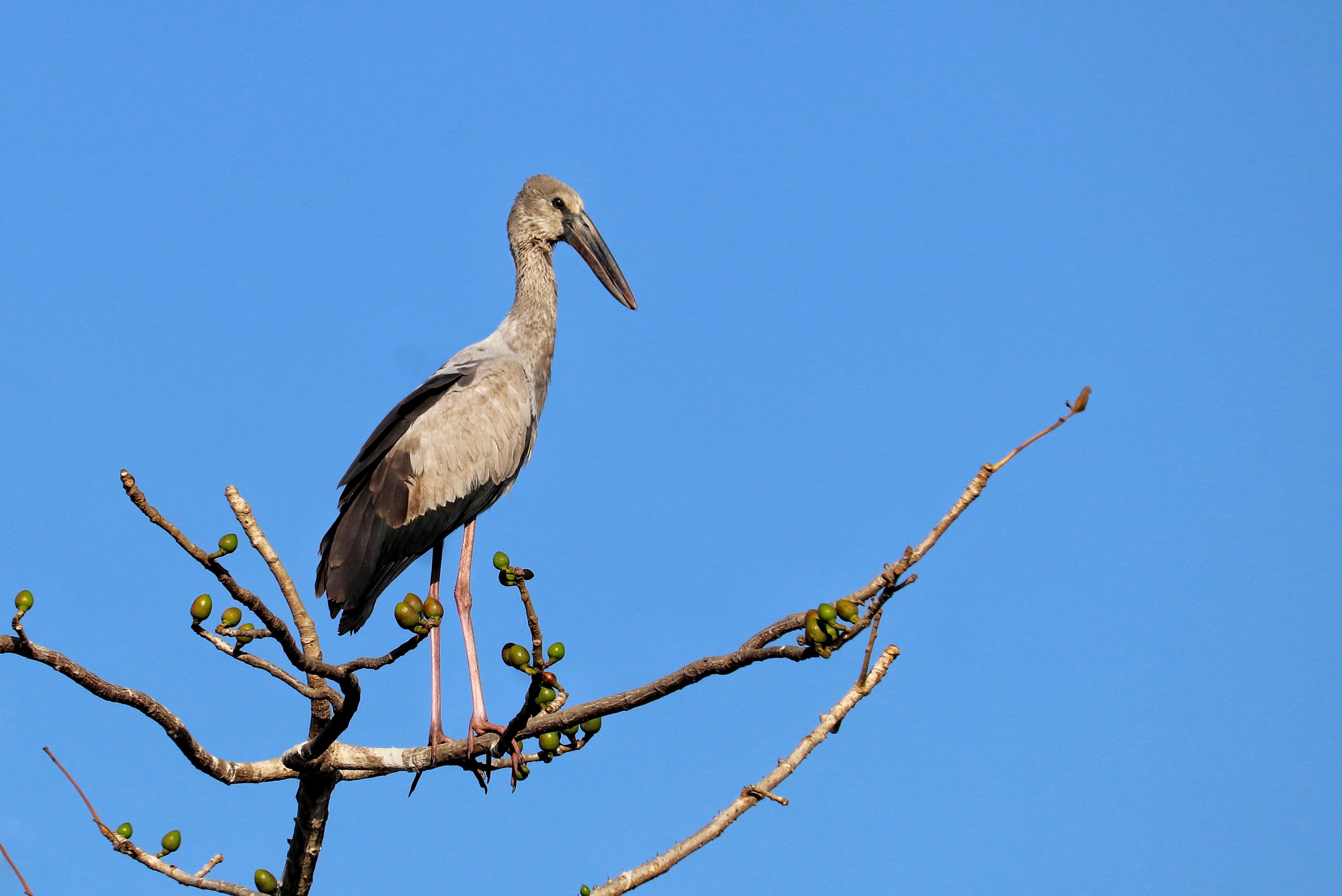 Asian Openbill