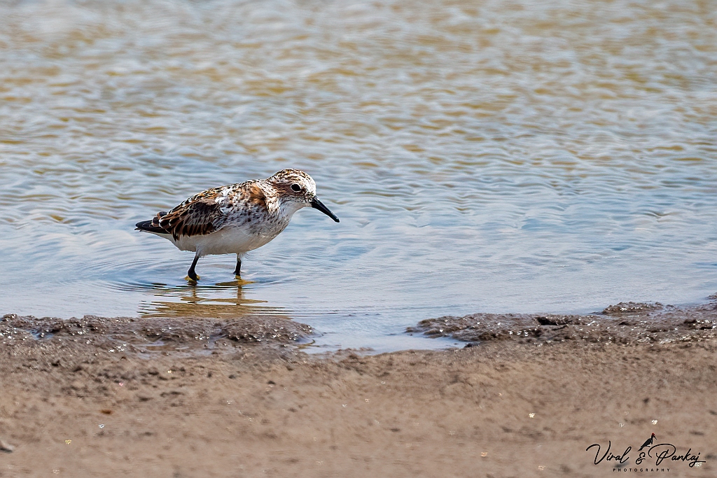Little Stint
