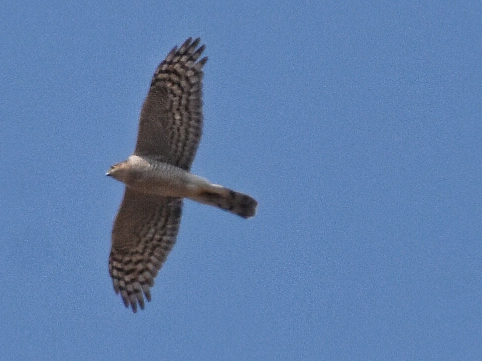 Eurasian Sparrowhawk