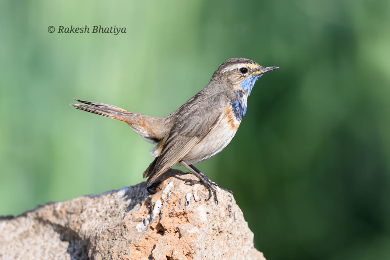 Bluethroat