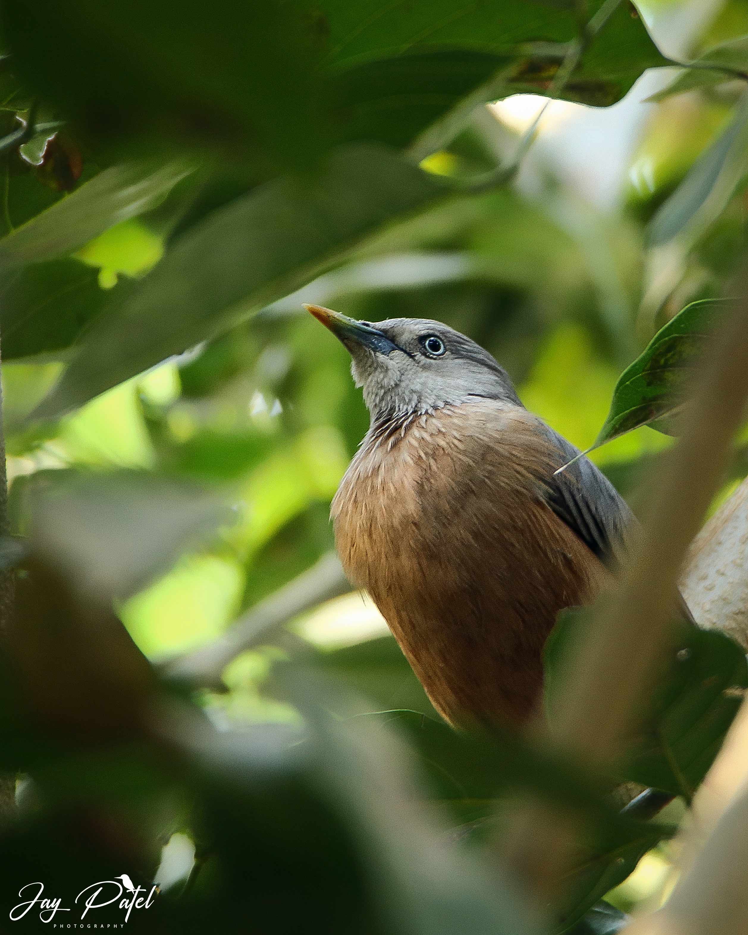 Chestnut-tailed Starling