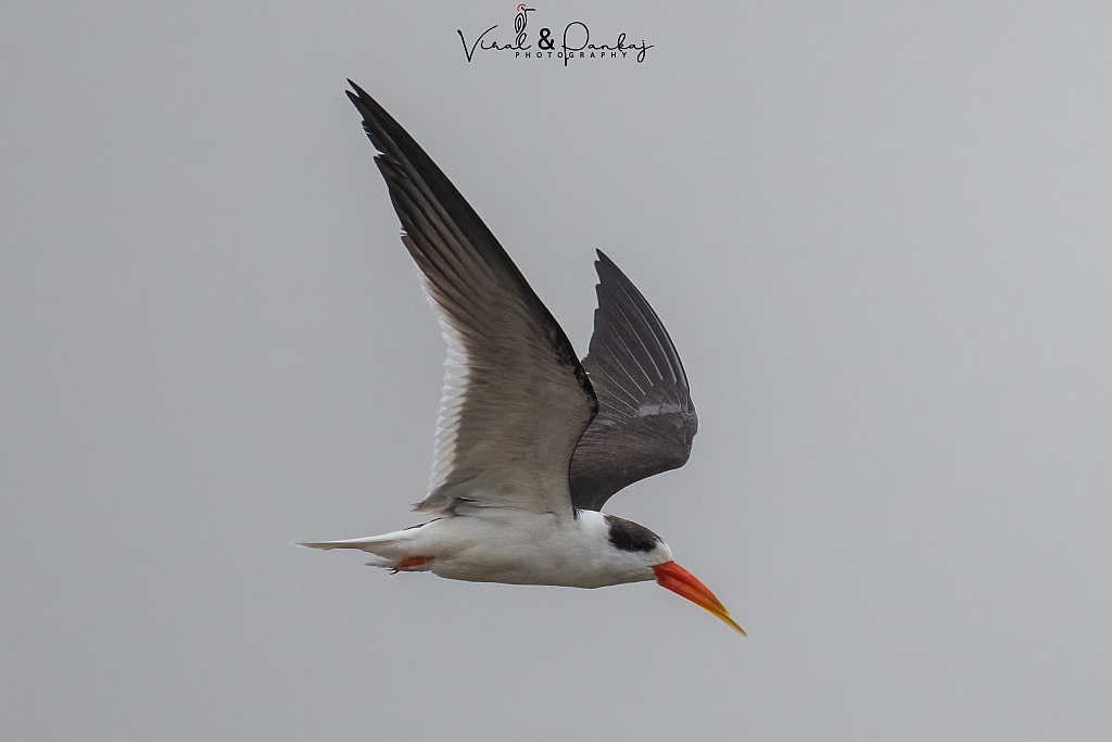 Indian Skimmer
