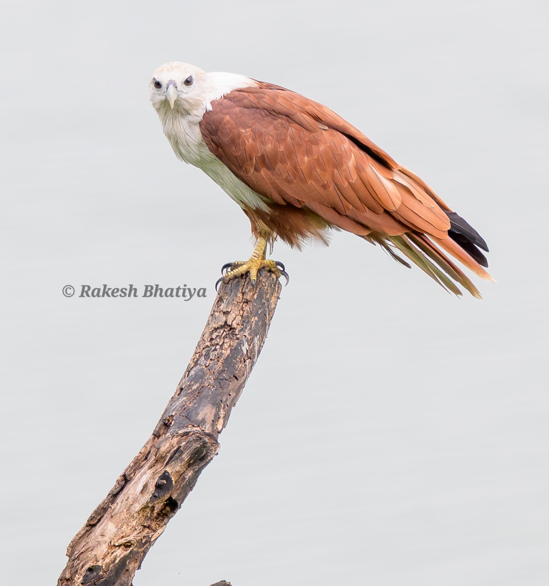 Brahminy Kite