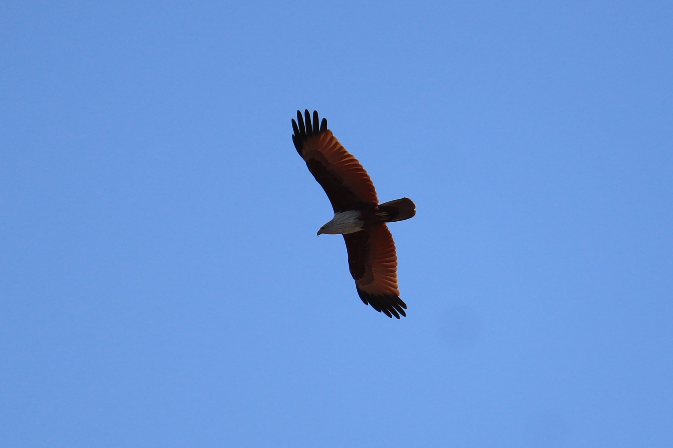 Brahminy Kite