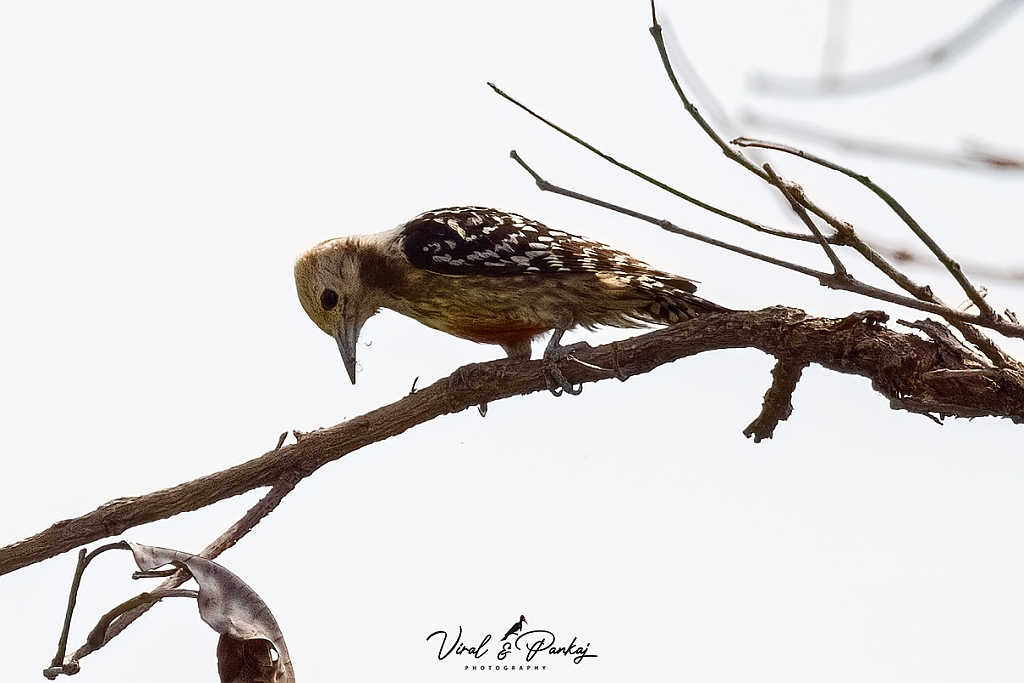 Yellow-crowned Woodpecker