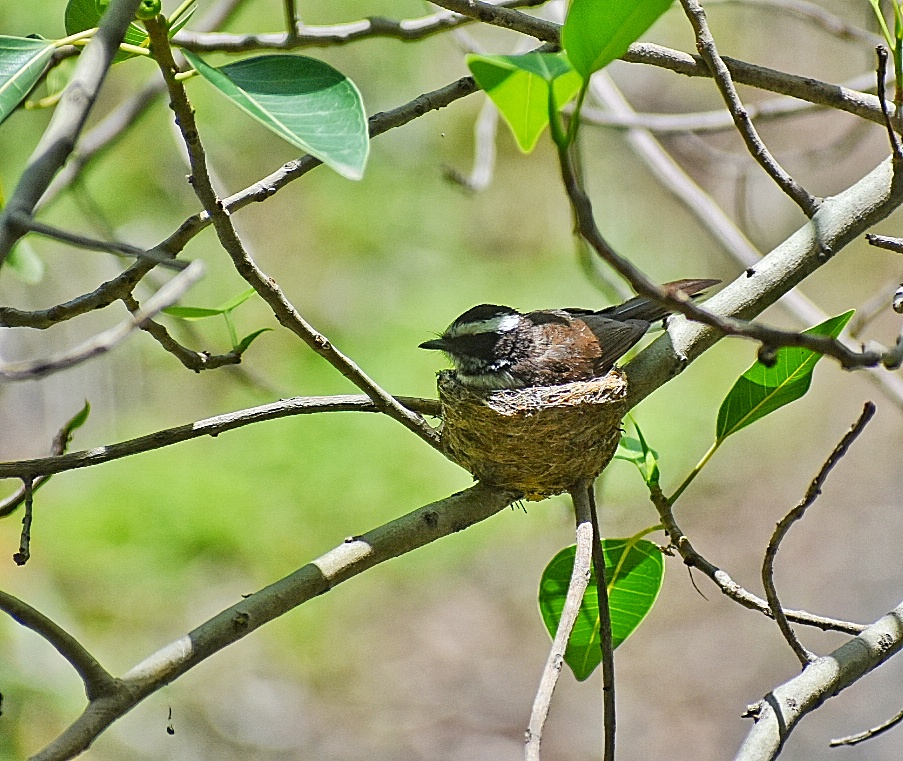 White-browed Fantail