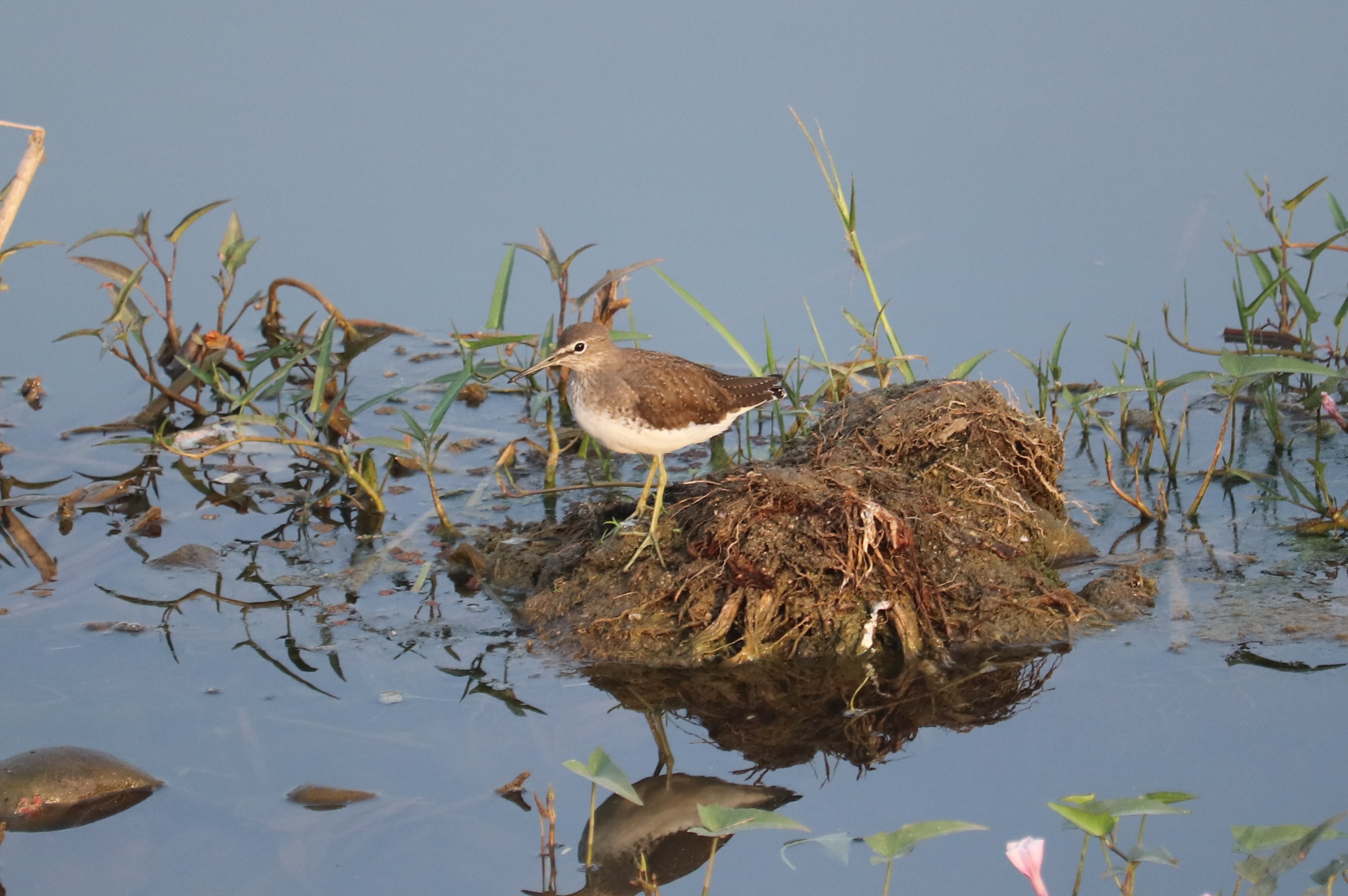 Green Sandpiper