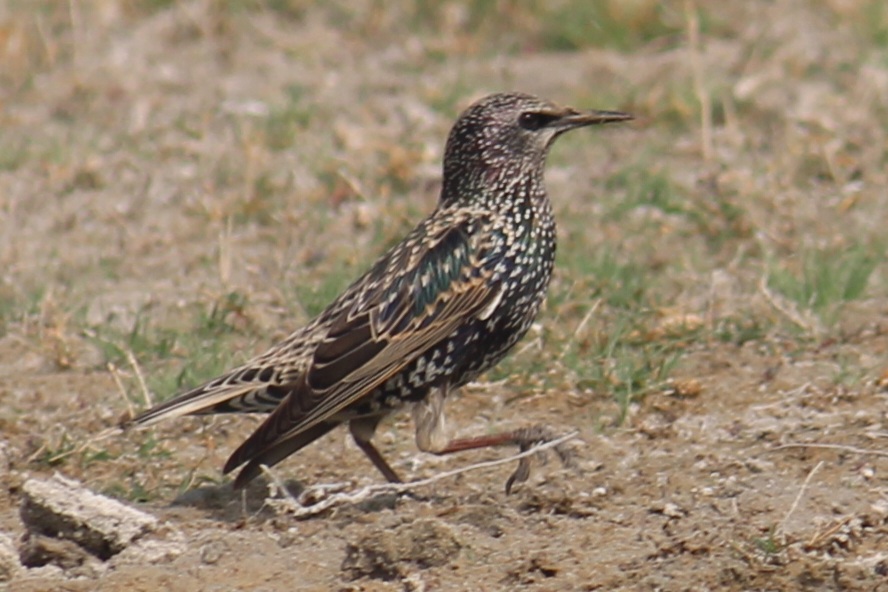 Common Starling