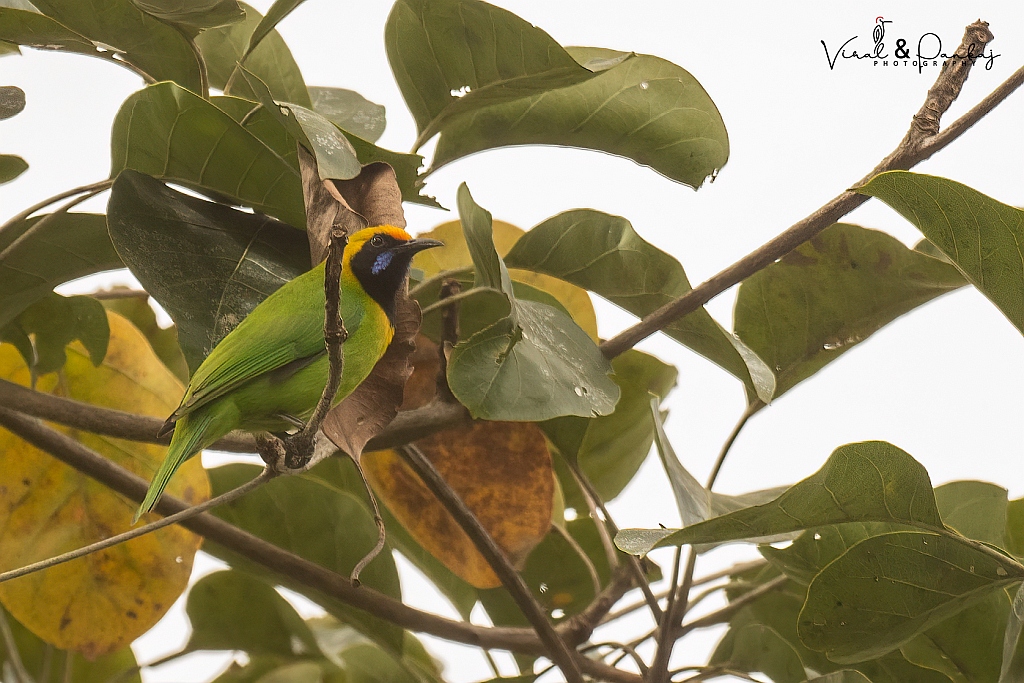 Gold-fronted Leafbird