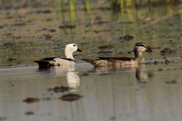 Cotton Pygmy-goose