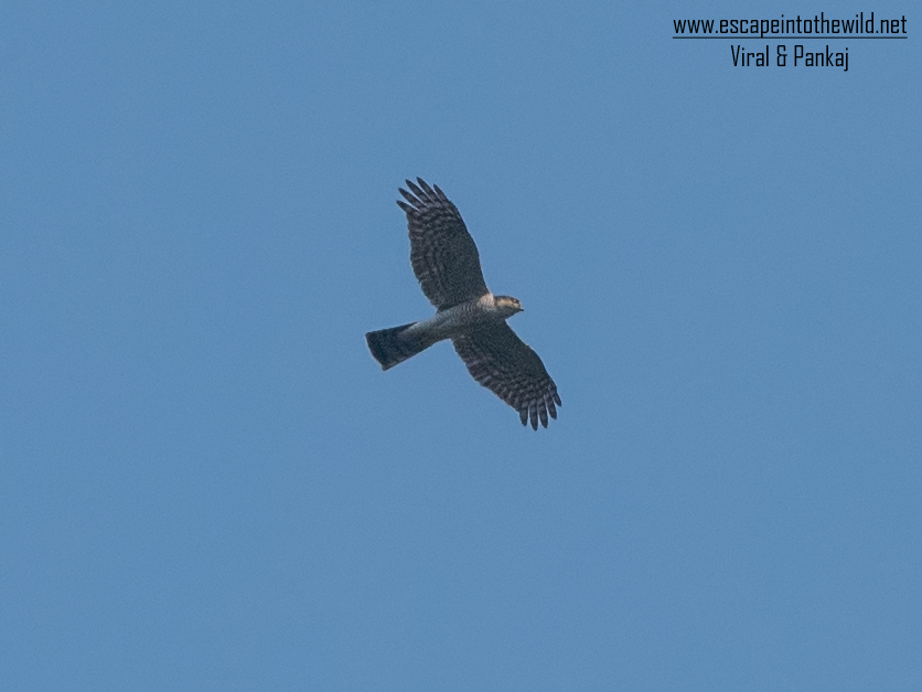 Eurasian Sparrowhawk
