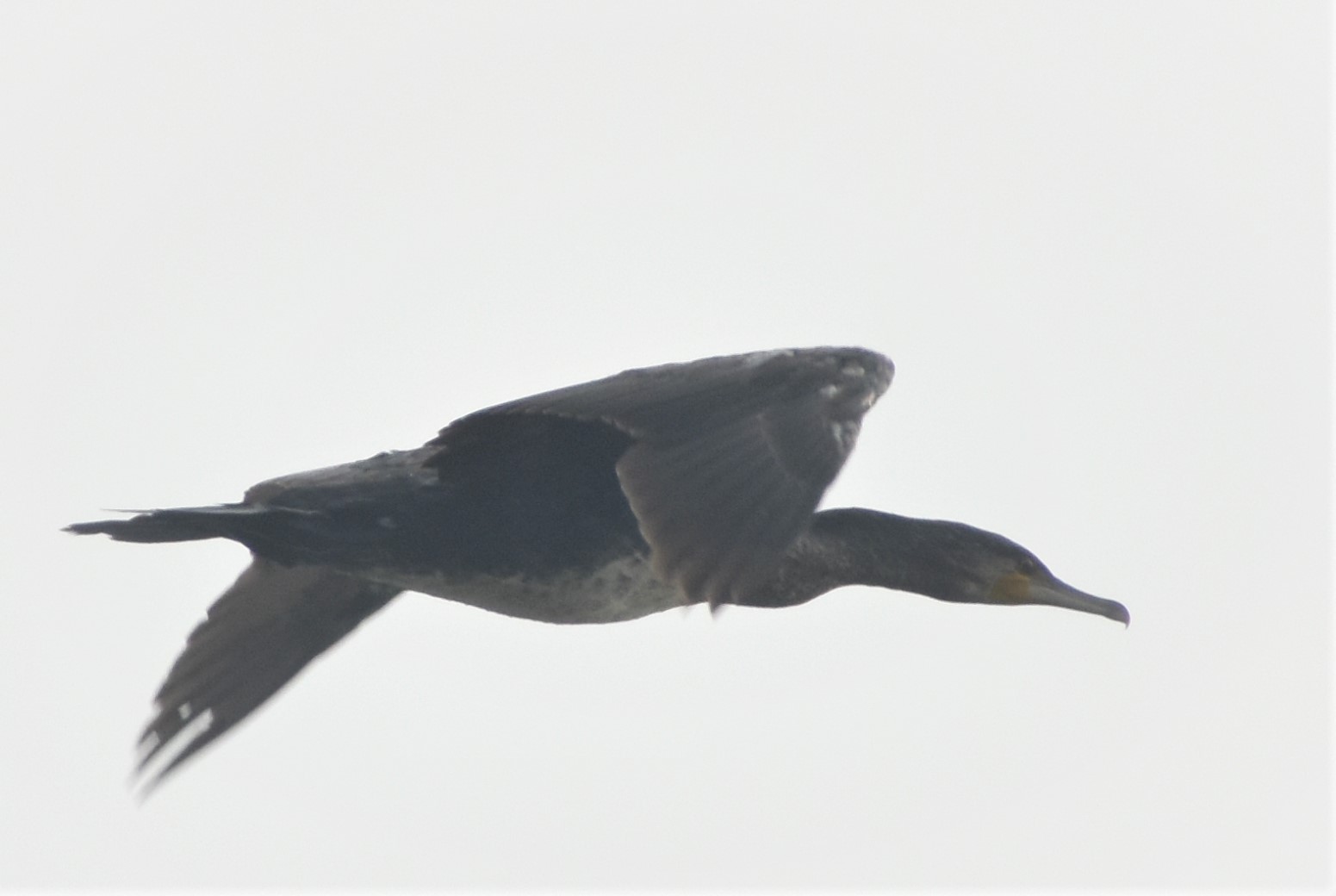 Great Cormorant
