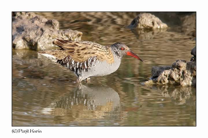 Water Rail 