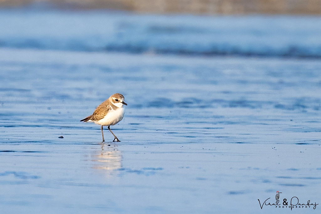 Kentish Plover