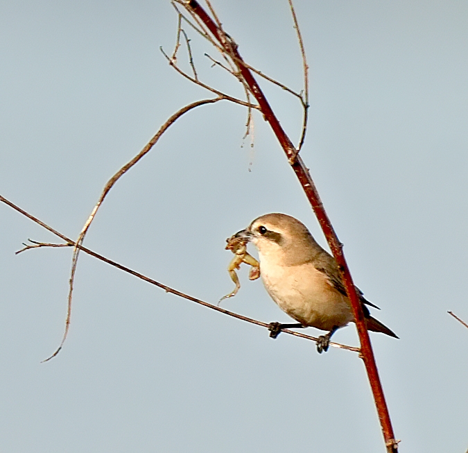 Isabelline Shrike