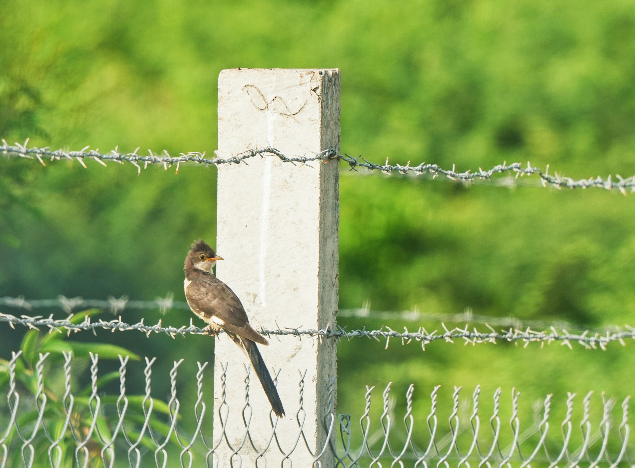 Jacobin Cuckoo