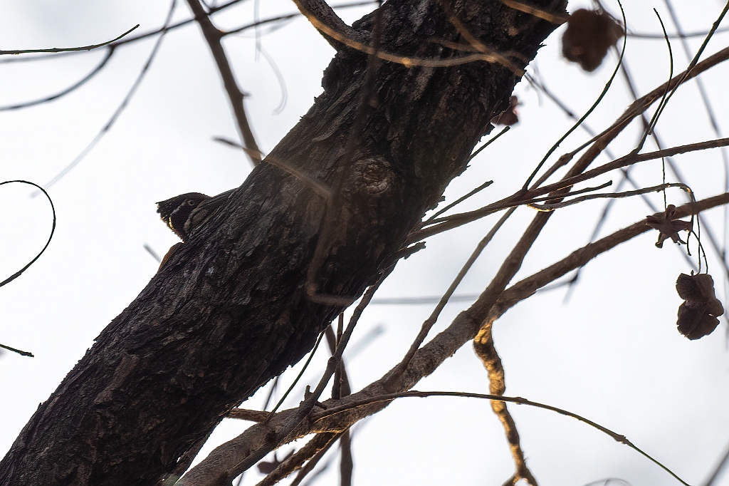 Greater Flameback
