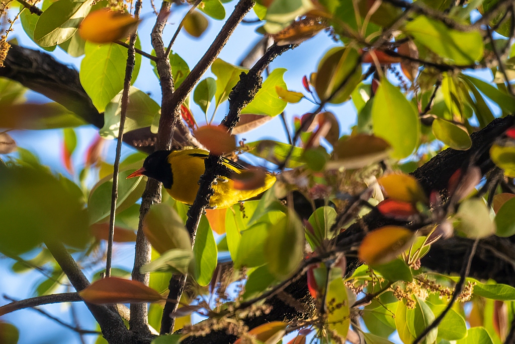 Black-hooded Oriole