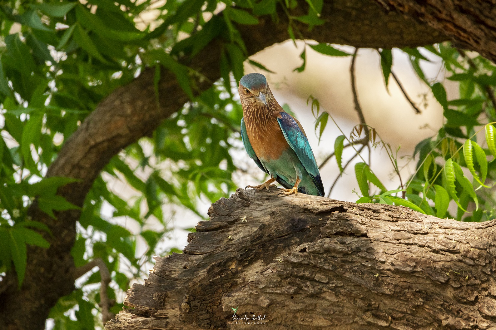 Indian Roller