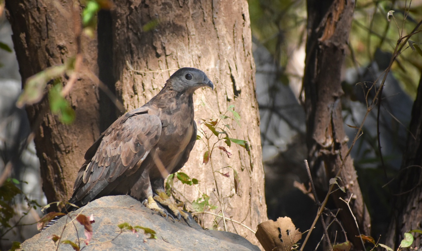 Oriental Honey-buzzard