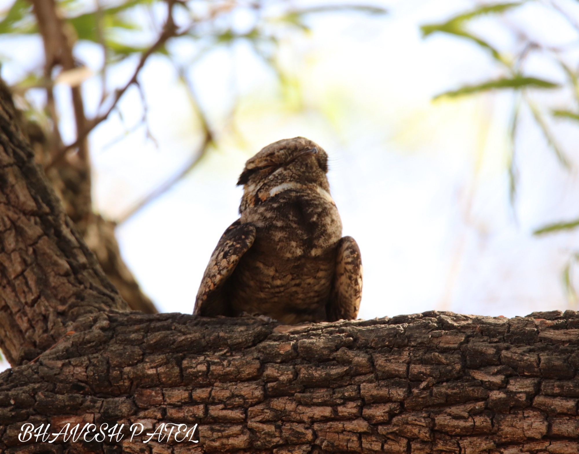Grey Nightjar