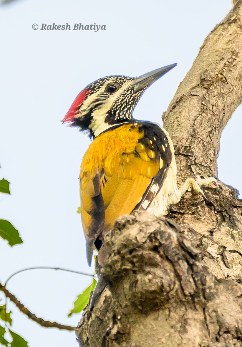 Black-rumped Flameback