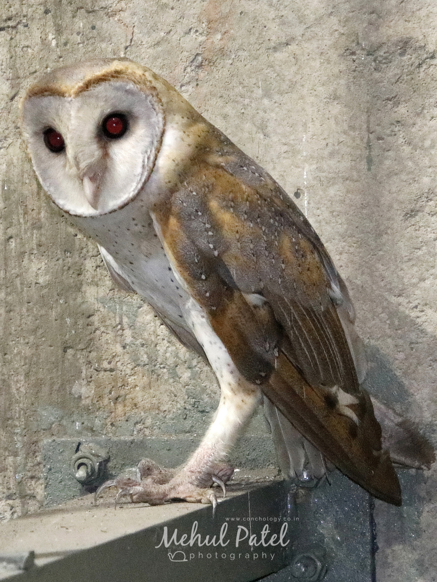 Barn Owl