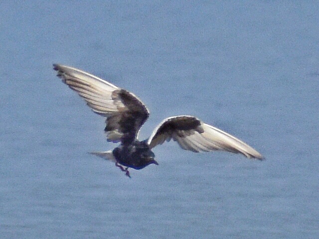 White-winged Tern 