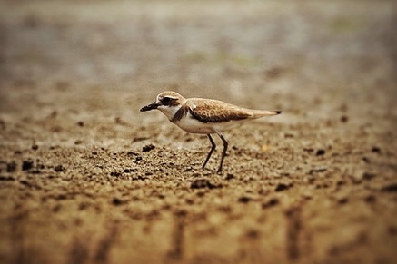 Greater Sand Plover