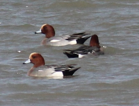 Eurasian Wigeon