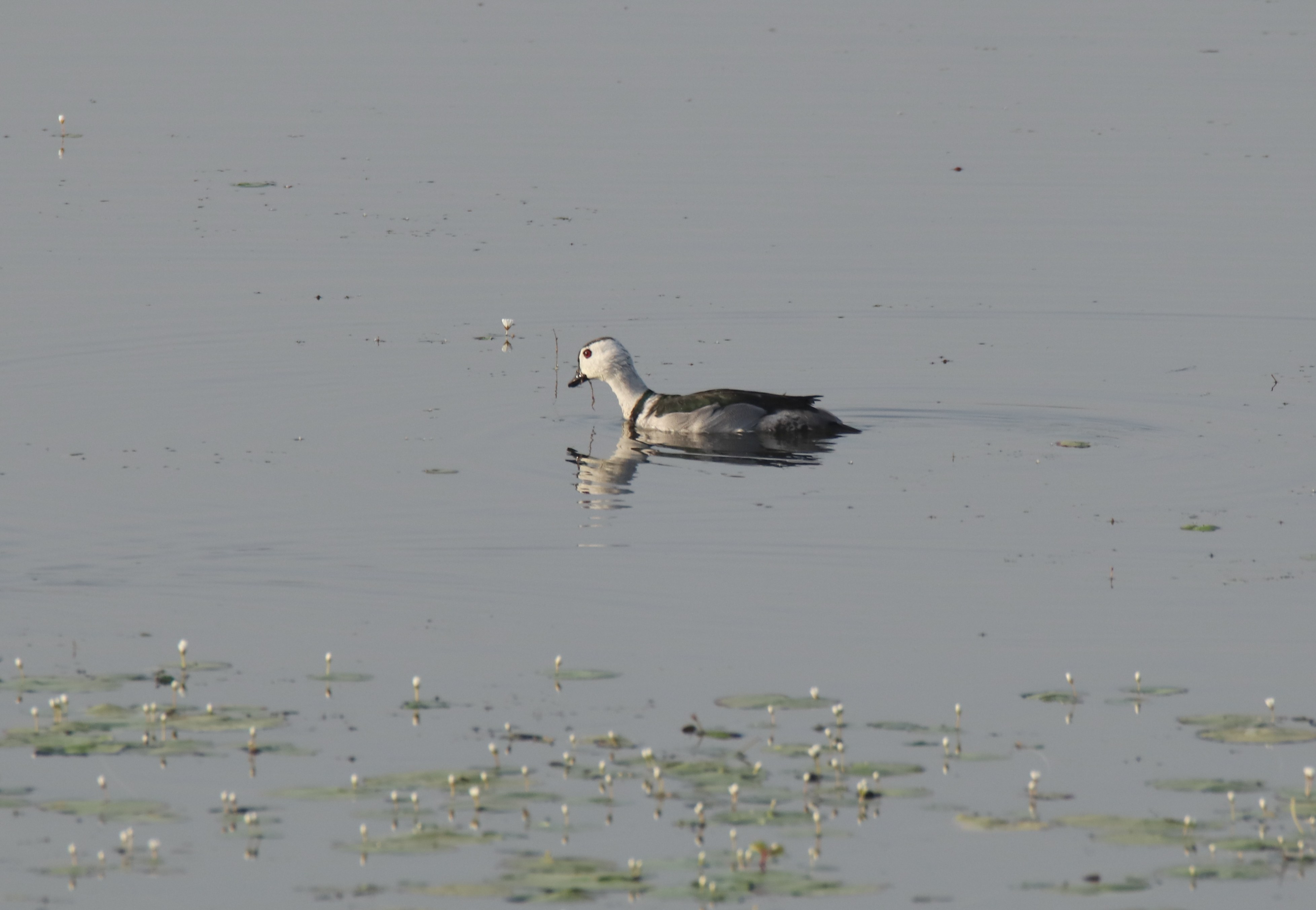 Cotton Pygmy-goose