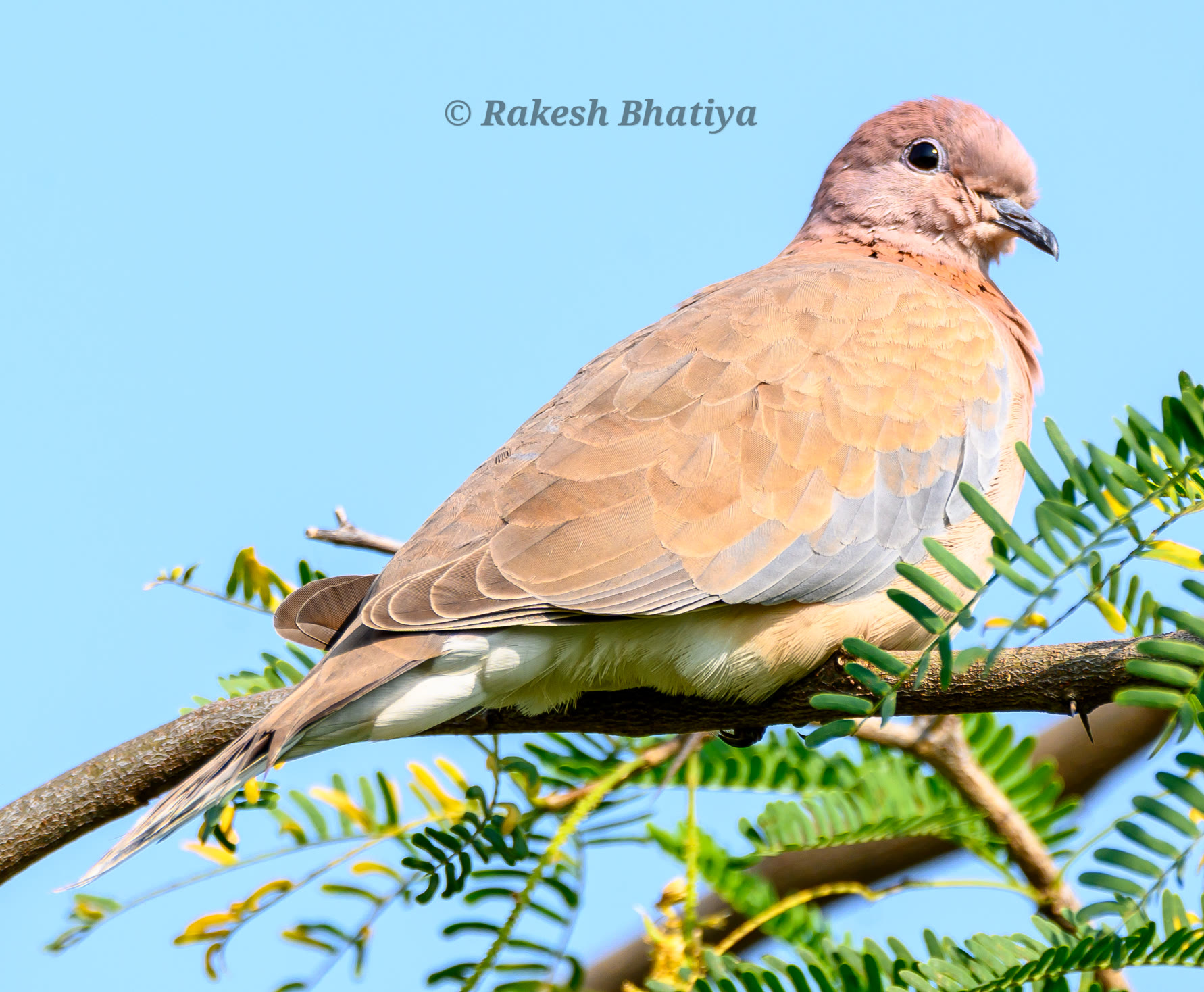 Laughing Dove