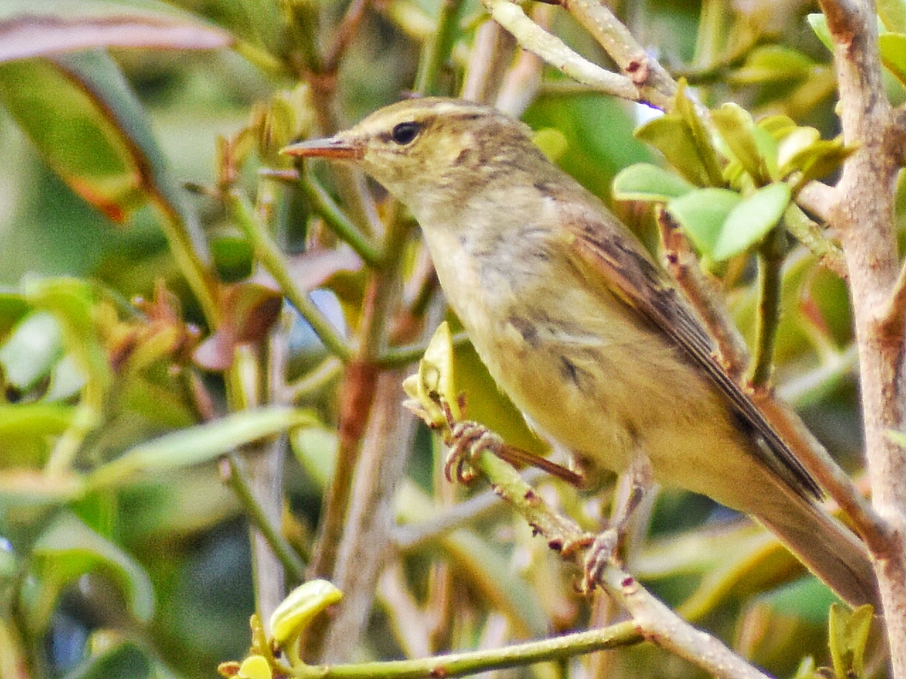 Greenish Warbler