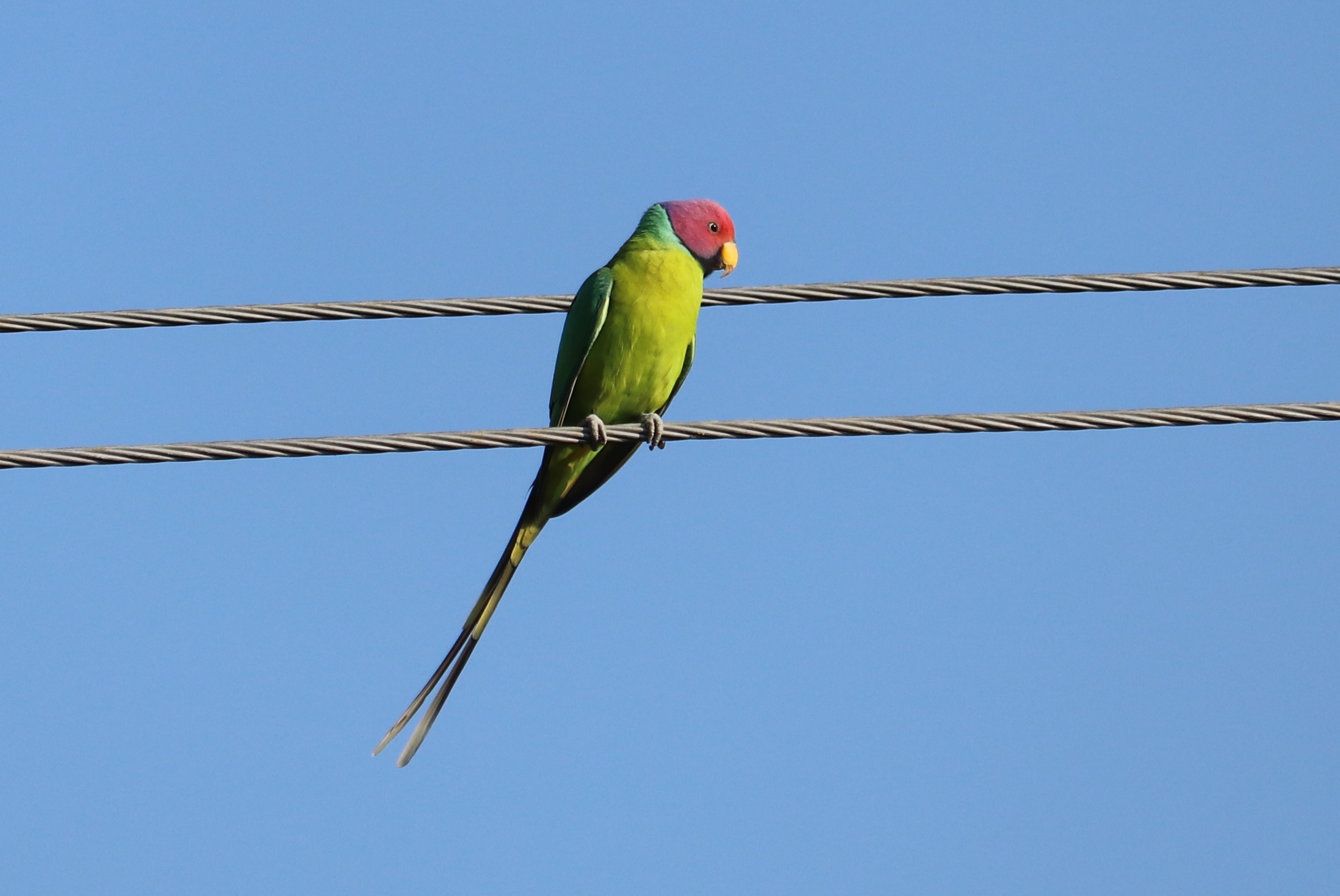 Plum-headed Parakeet