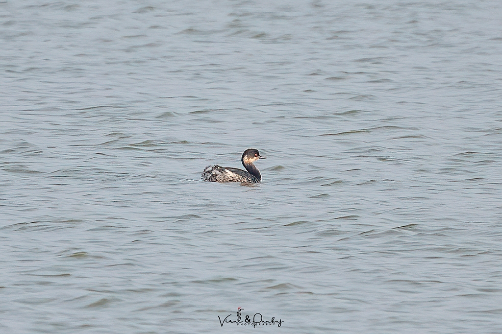 Black-necked Grebe/Eared Grebe