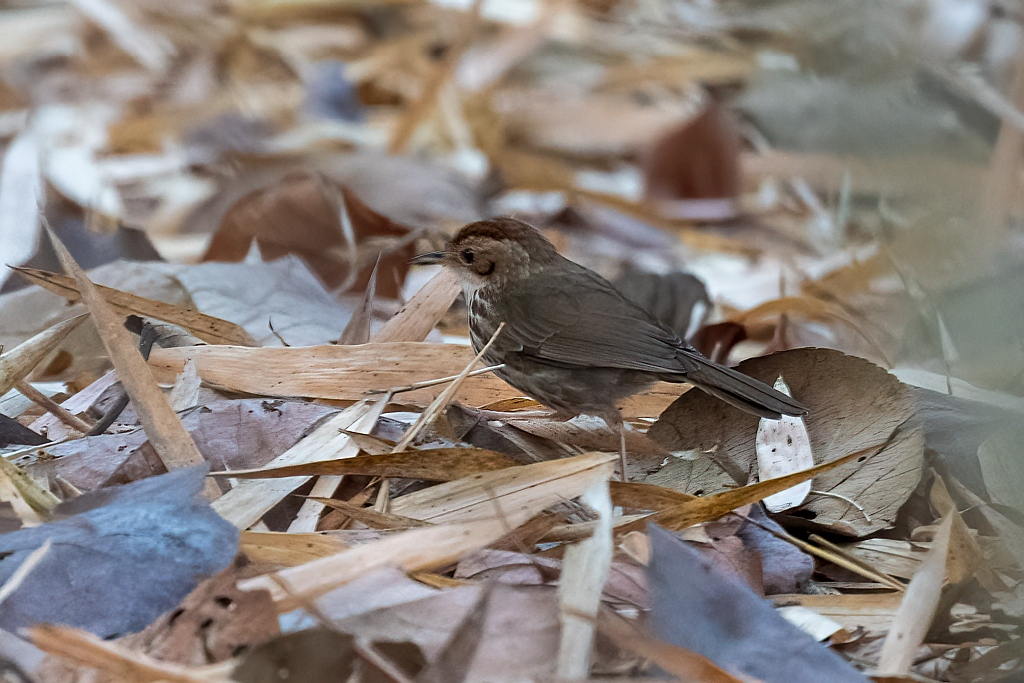 Puff-throated Babbler