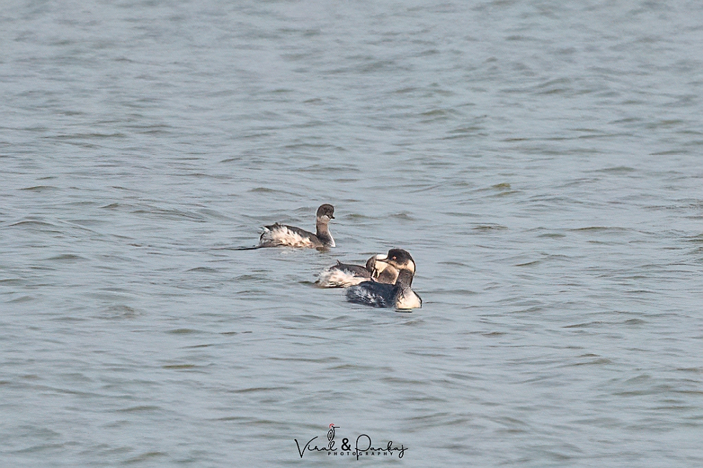 Black-necked Grebe/Eared Grebe