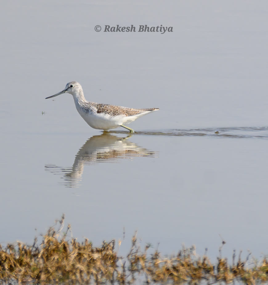 Common Greenshank
